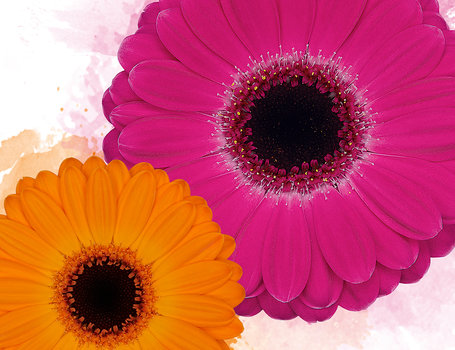 PURE Gerbera Collection
